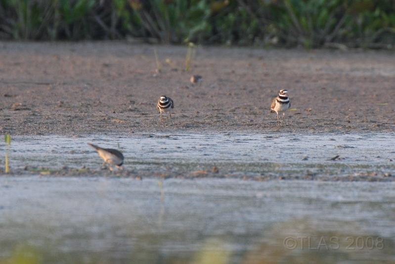 Killdeer 092008 253.jpg
